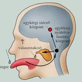 A nyálelválasztás feltétlen reflexe