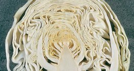 The head of the cabbage in longitudinal section