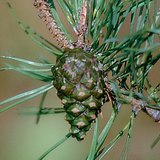 Cone of a Scots pine