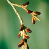 Мъжки реси на черна топола