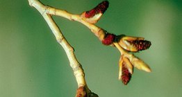 Staminate flower of a black poplar