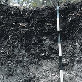 Профил на рендзини