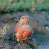 Common linnet