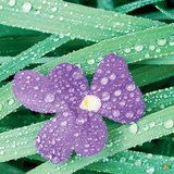 Изморозь, роса и туман