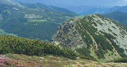 Alpine meadow in the Carpathians