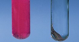 Calcium and copper reaction with water