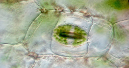 Plant stoma
