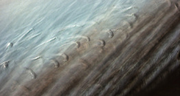 Fine structure of bird feather with interlocking barbules