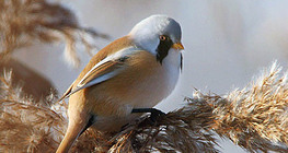 Bearded tit