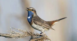 Bluethroat