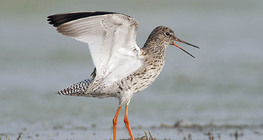 Common redshank