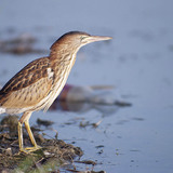 Little bittern