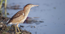 Little bittern