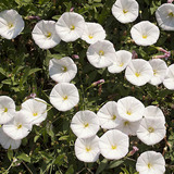 Field bindweed