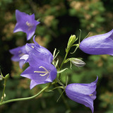 Bellflower
