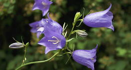 Bellflower