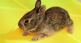 Small rabbit