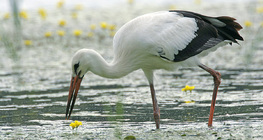 White stork
