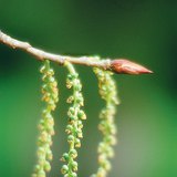 Женски реси на черна топола