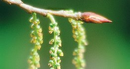 Pistillate flower of a black poplar