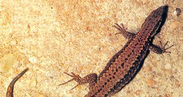 Common wall lizard