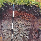 Marshy soil profile