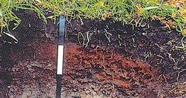 Marshy soil profile