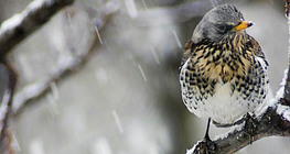 Fieldfares in snow