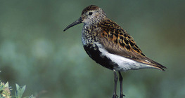 Dunlin