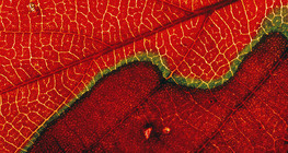 Leaf (macro image)