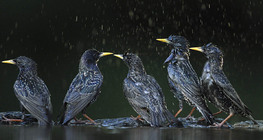 Starlings