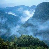 Тропическа дъждовна гора в Централна Америка