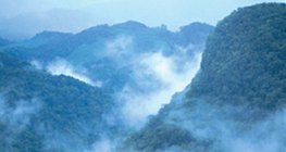 Rainforest in Central America