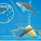 Aeration of an aquarium