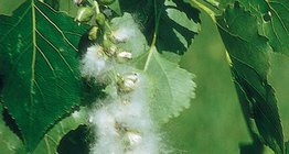 Fruits of the black poplar