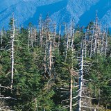 Щети, причинени от киселинни дъждове