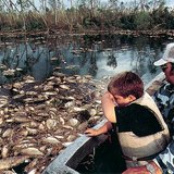 Замърсяването на водите е опасно за живите организми в тях