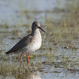Common redshank