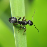 Ant