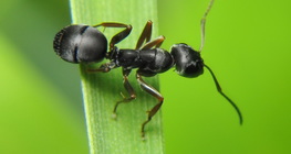 Ant