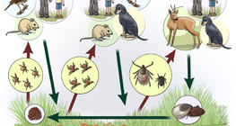 Tick life cycle