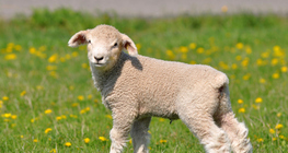 Lamb
