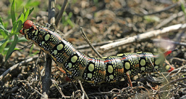 Caterpillar