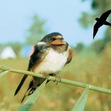 Barn swallow and its flight shape