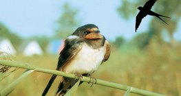 Barn swallow and its flight shape