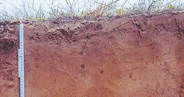Sand soil profile