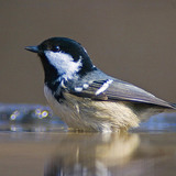 Coal tit
