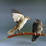 Great reed warbler feeding Common cuckoo chick