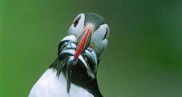 Puffin with fish in its beak