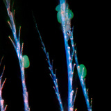 Хитинови косъмчета на медоносна пчела, по които е полепнал цветен прашец